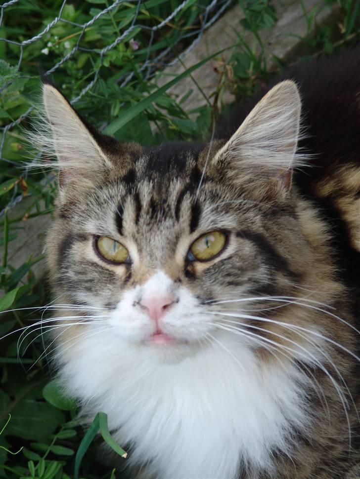 Maine Coon Mini - Hende den bette :) billede 1