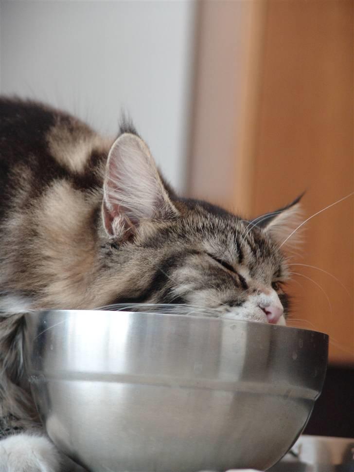 Maine Coon Mini billede 2