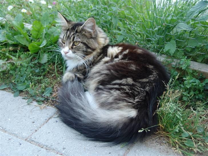 Maine Coon Mini - dejligt med sommer og frisk luft :) billede 3