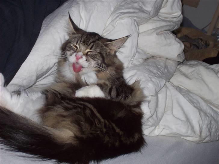 Maine Coon Mini - SMASK!!! billede 4