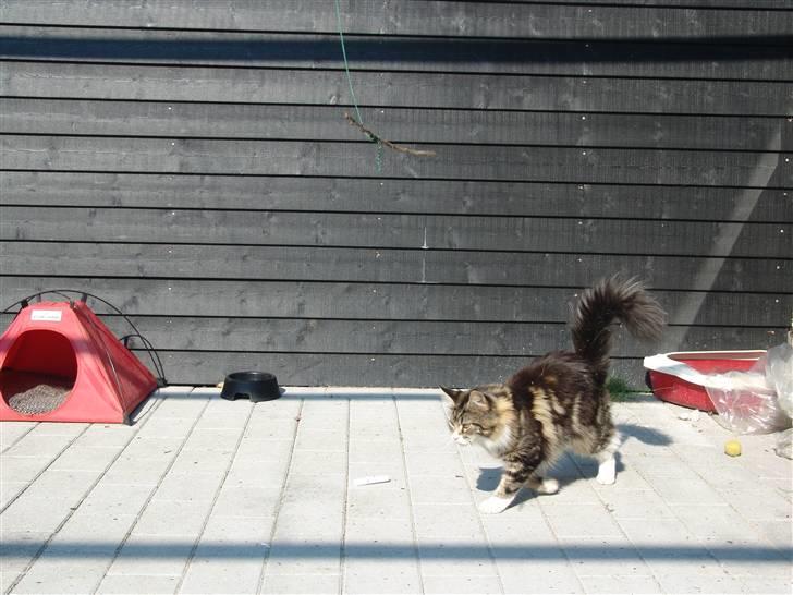 Maine Coon Mini - tra la la la la... billede 5