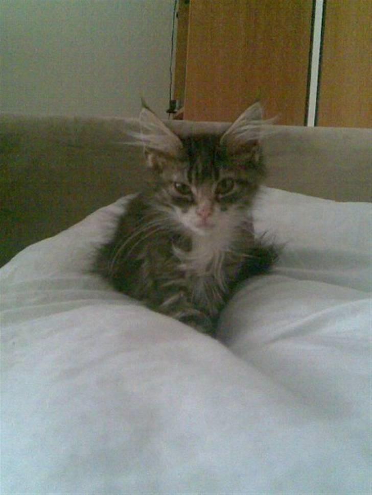 Maine Coon Mini - Så lille var hun da vi fik hende.. der var ikke meget over hende. billede 6