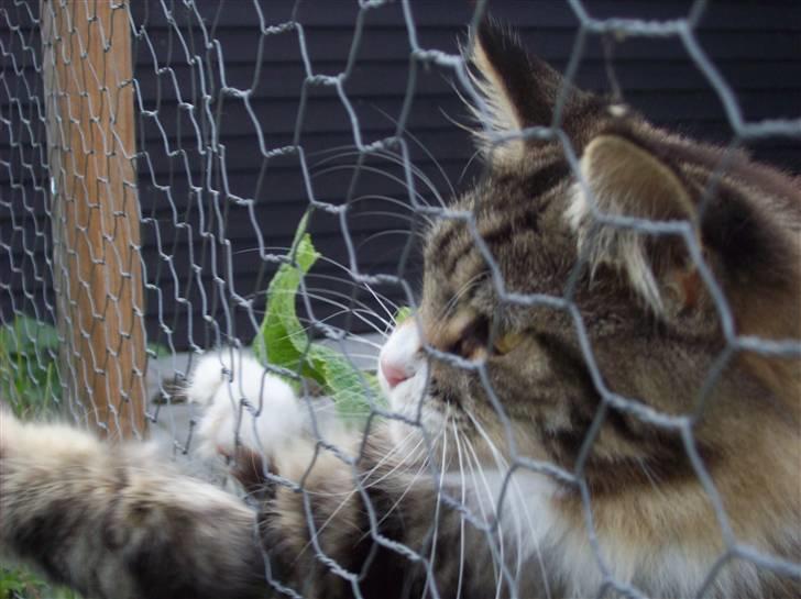 Maine Coon Mini - Some one... let me out!!!!!! billede 7