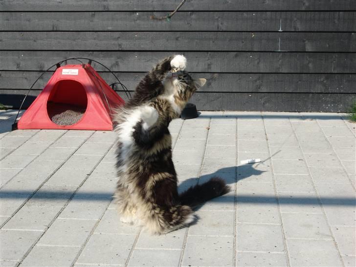 Maine Coon Mini - dumme pind.. selvf skal den ha tæv ;) billede 8