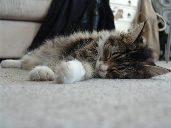 Maine Coon Mini - ZzZzZz billede 9