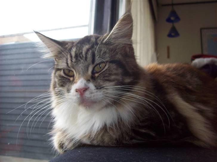 Maine Coon Mini - holder øje med alt billede 10