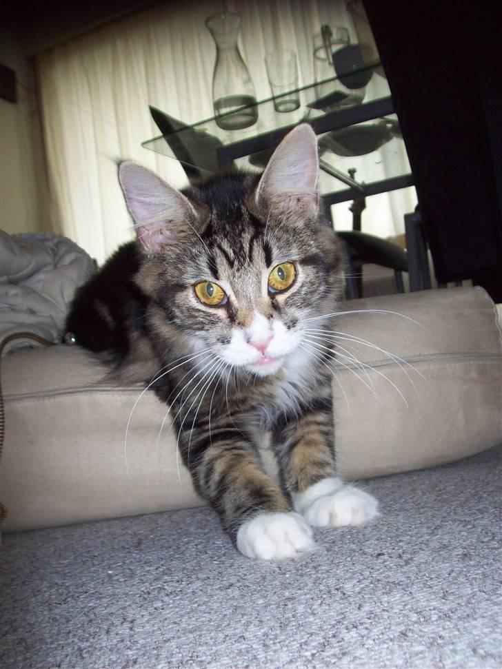 Maine Coon Mini - hey er det et kamera du har der? er det? err det? billede 11