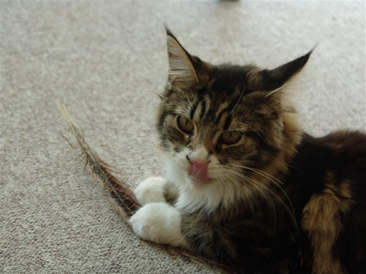 Maine Coon Mini - MIN fjer.. billede 12