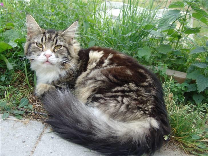 Maine Coon Mini billede 13