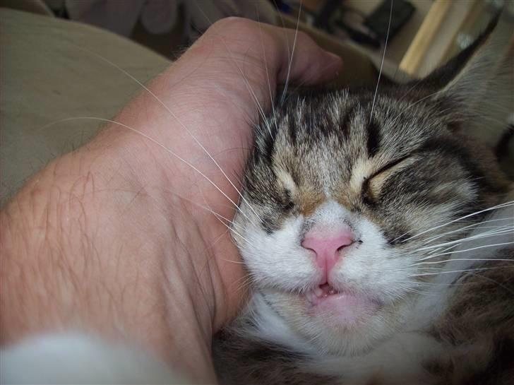 Maine Coon Mini - Hold li mit hovede, jeg skal sove!! billede 14