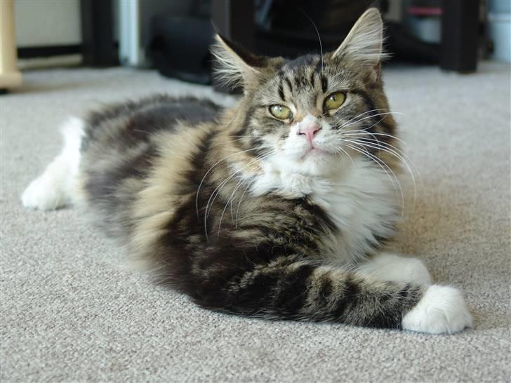 Maine Coon Mini - HAII MOAR!! billede 15