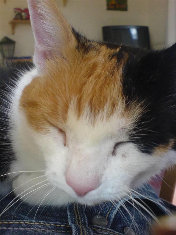 Huskat Snoopy 'RIP' billede 1