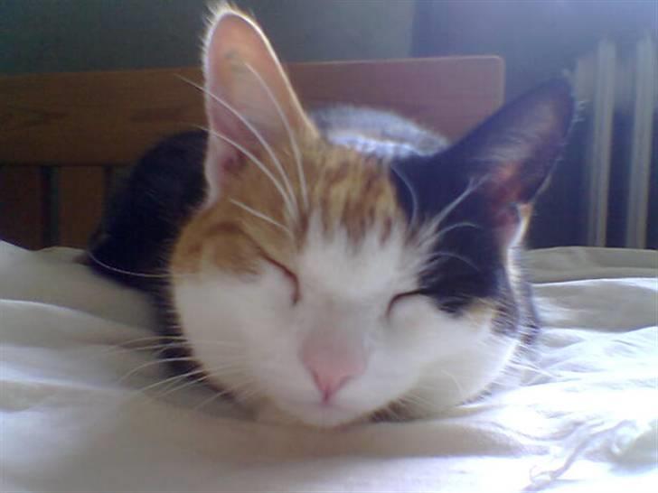 Huskat Snoopy 'RIP' billede 2