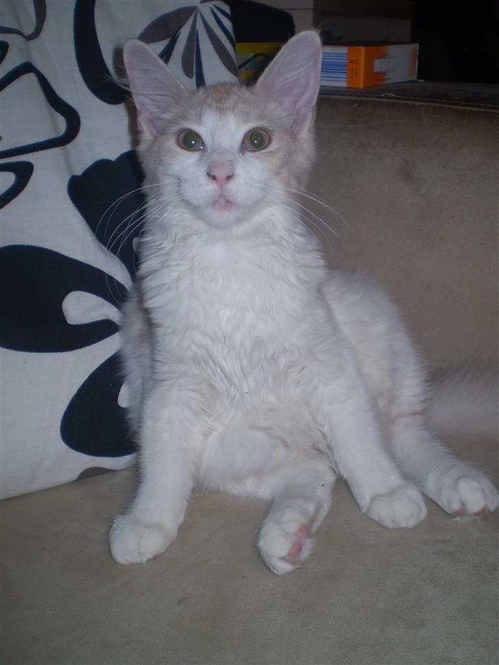 Maine Coon Lykkekatte Jersey billede 10