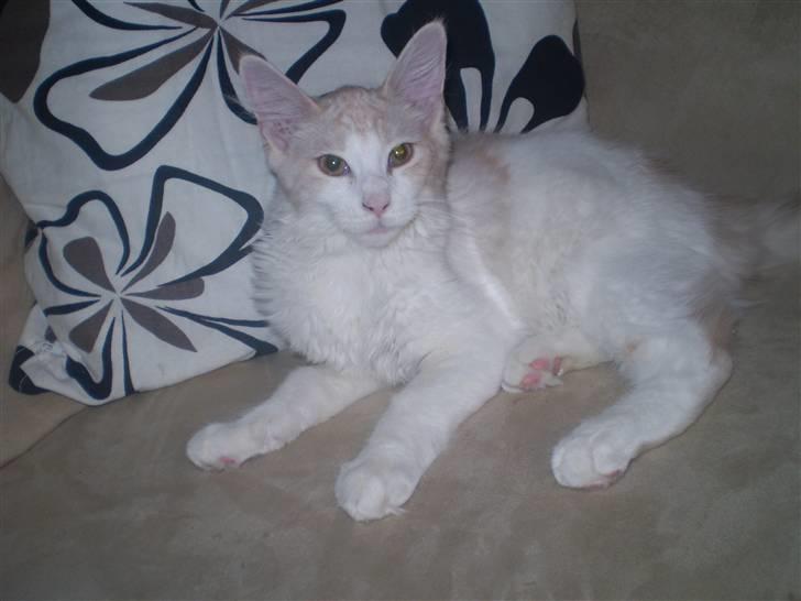 Maine Coon Lykkekatte Jersey billede 11