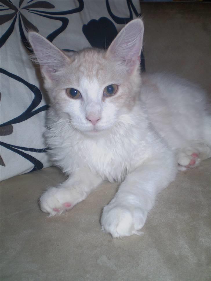 Maine Coon Lykkekatte Jersey billede 12