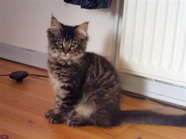 Maine Coon Joey - Joey 15 uger billede 3