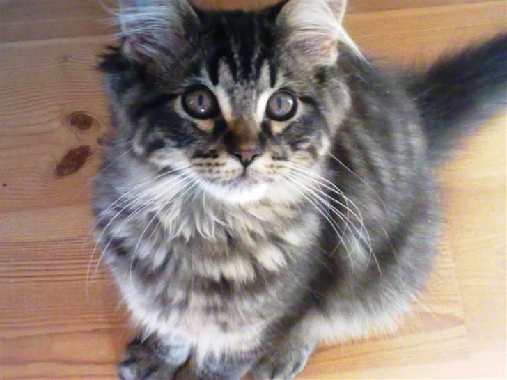 Maine Coon Joey billede 4