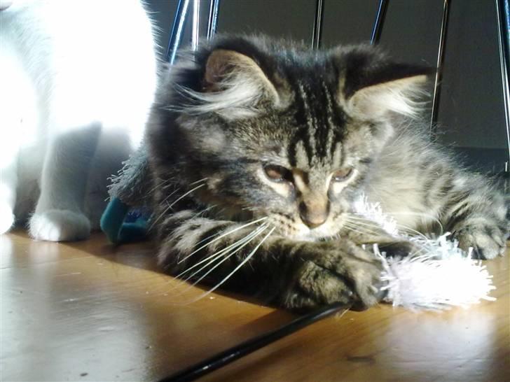 Maine Coon Joey billede 5