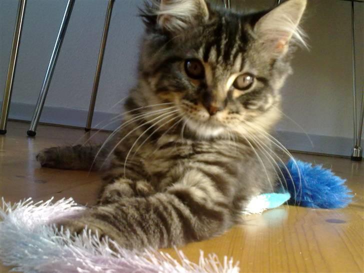 Maine Coon Joey - Joey og hans ynglings legetøj. billede 6