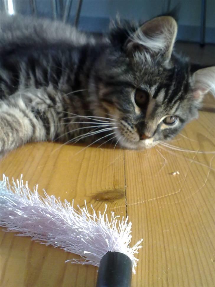 Maine Coon Joey billede 7