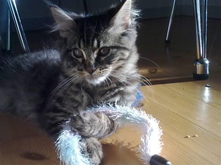 Maine Coon Joey billede 8