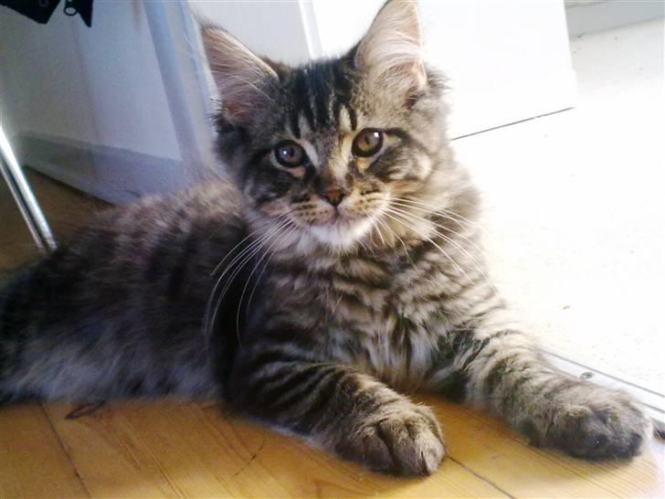 Maine Coon Joey billede 9