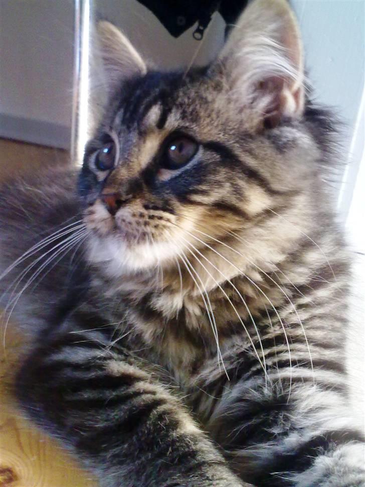Maine Coon Joey billede 10