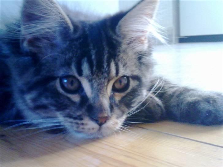 Maine Coon Joey billede 11