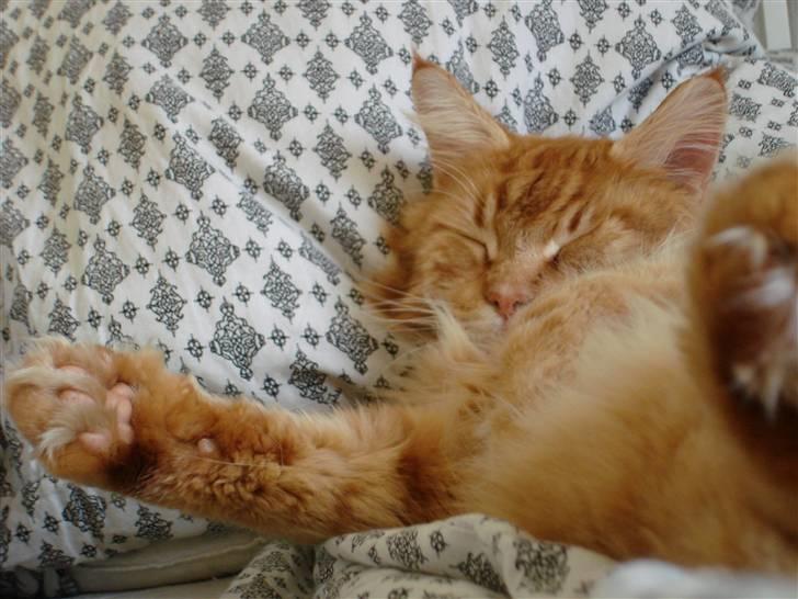 Maine Coon Anton billede 8