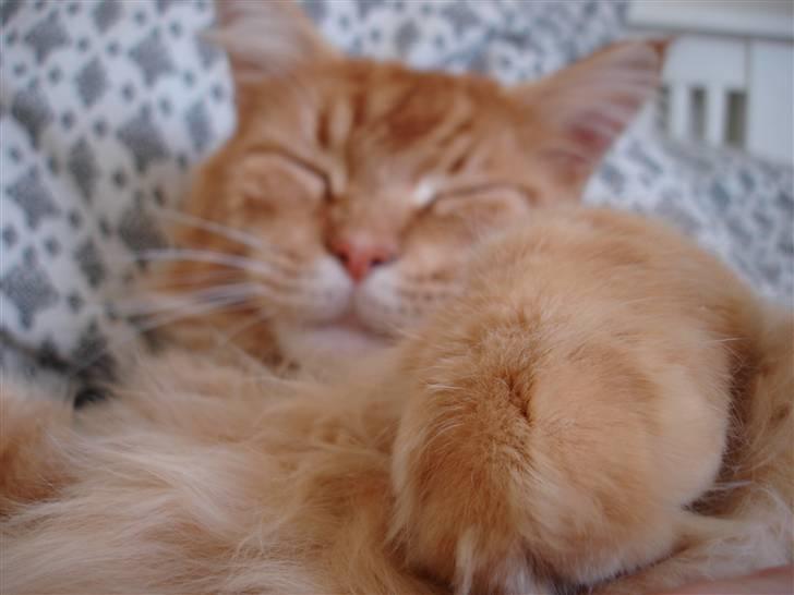 Maine Coon Anton billede 9