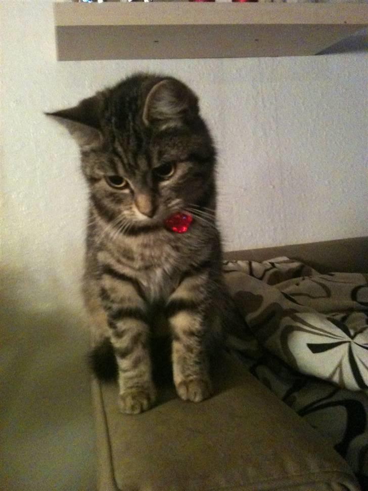 Huskat Diva billede 1