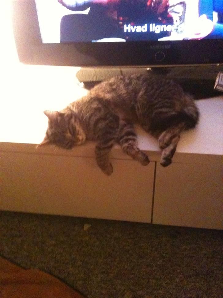 Huskat Diva billede 2