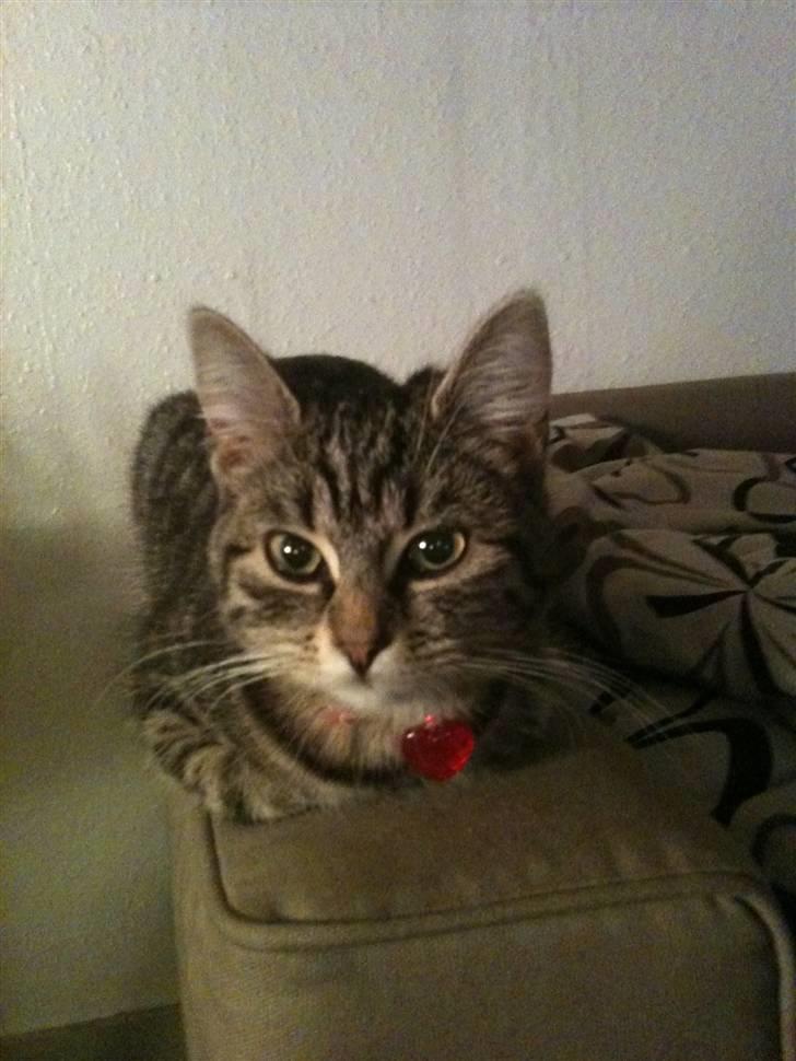 Huskat Diva billede 3