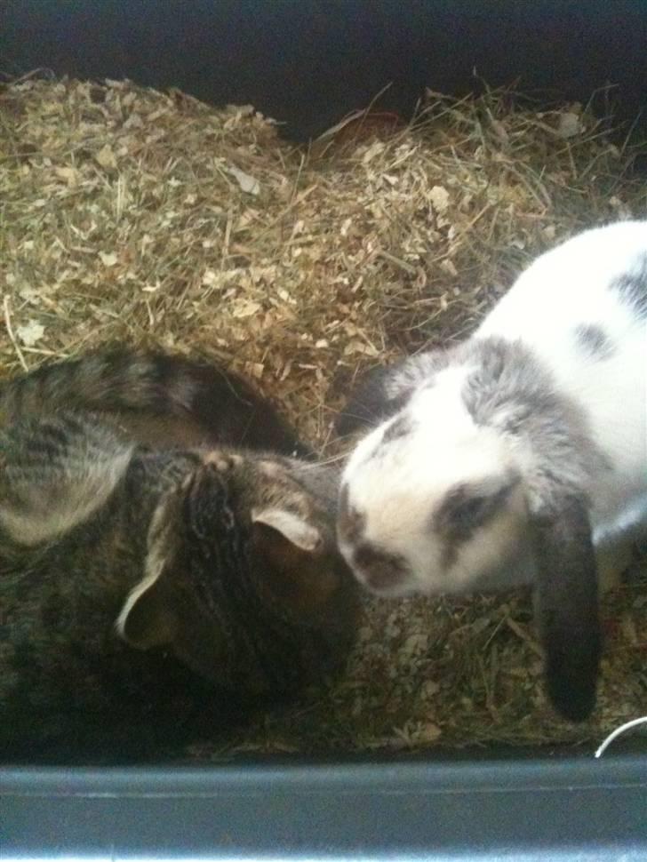 Huskat Diva billede 4