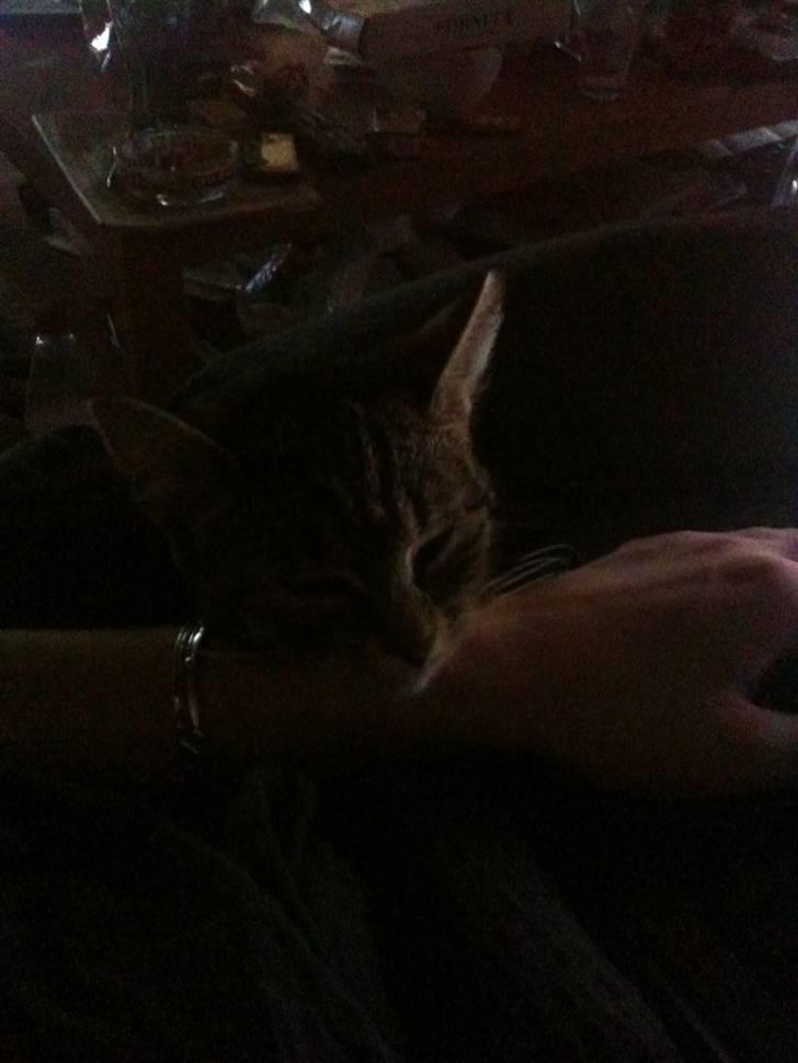 Huskat Diva billede 5