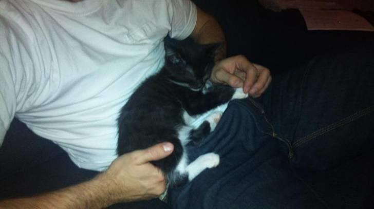 Blanding af racer Kuzco - Far er også okay ;) billede 4