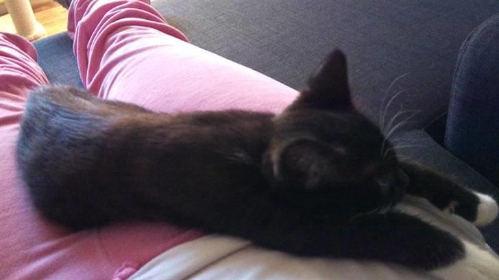 Blanding af racer Kuzco - Elsker at ligge på mors bløde mavse! billede 5