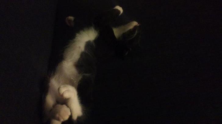 Blanding af racer Kuzco - Ehm .. :D billede 6