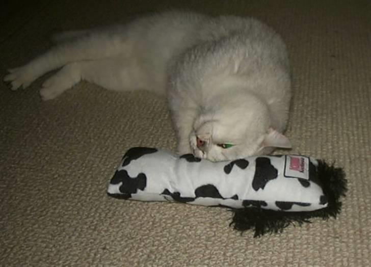 British Shorthair Bakus/Billie - åhhhh, min nye lille kopige dufter så vidunderligt, jeg bliver helt salig.... billede 5