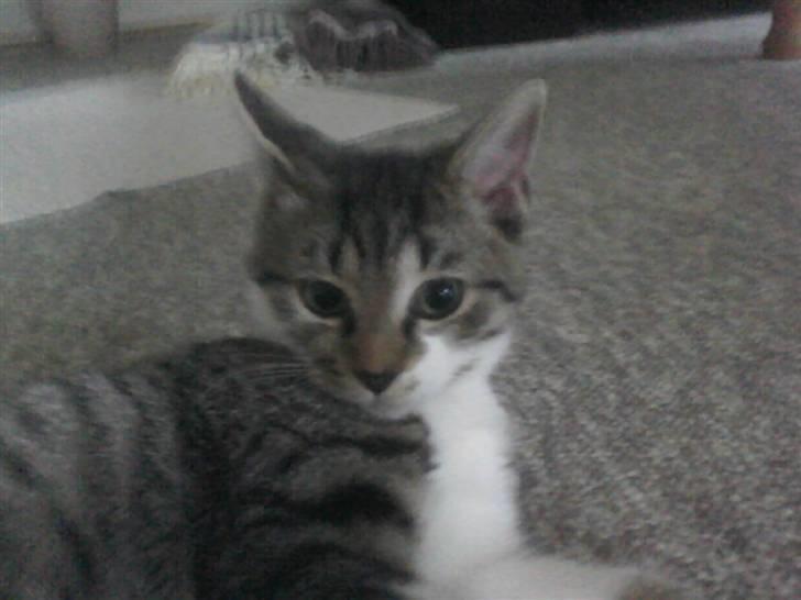 Huskat Stump billede 1