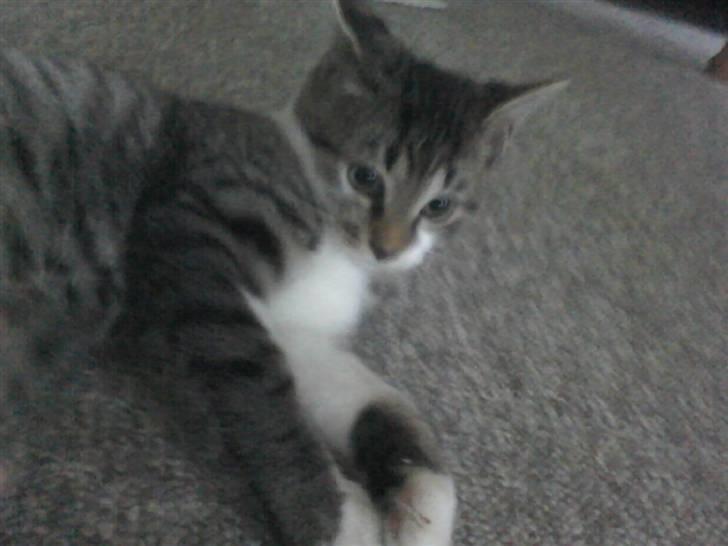 Huskat Stump billede 2