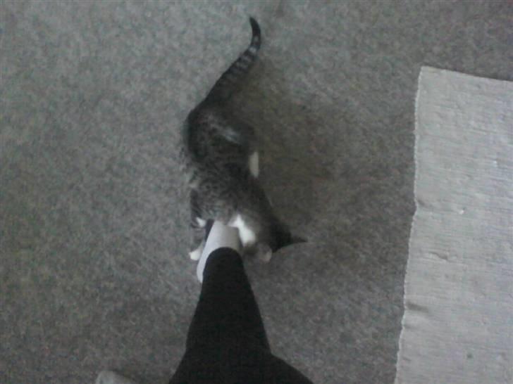 Huskat Stump billede 3