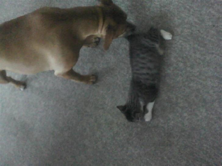 Huskat Stump billede 4