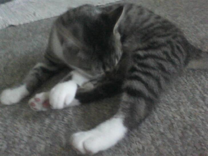 Huskat Stump billede 5