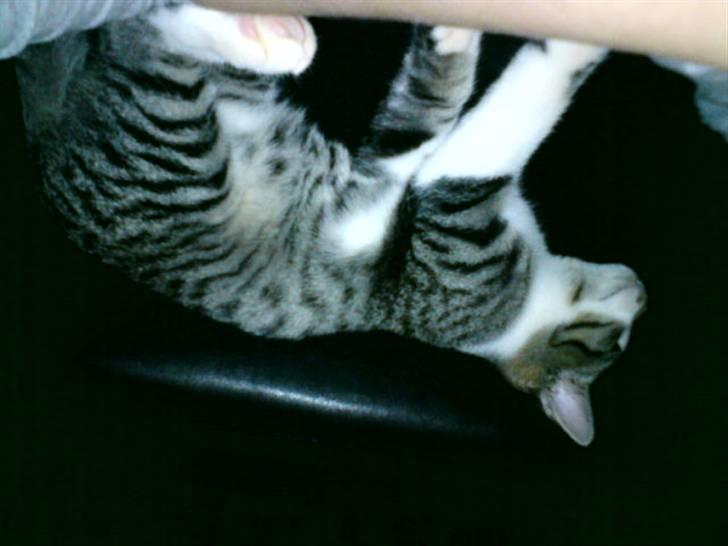 Huskat Stump billede 6