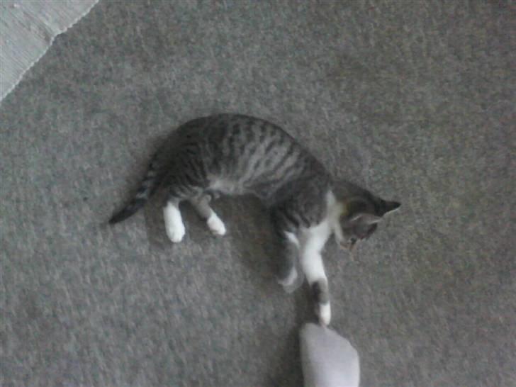 Huskat Stump billede 7