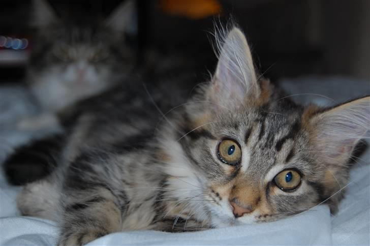 Maine Coon PellePelle - 31.10.2010 billede 1