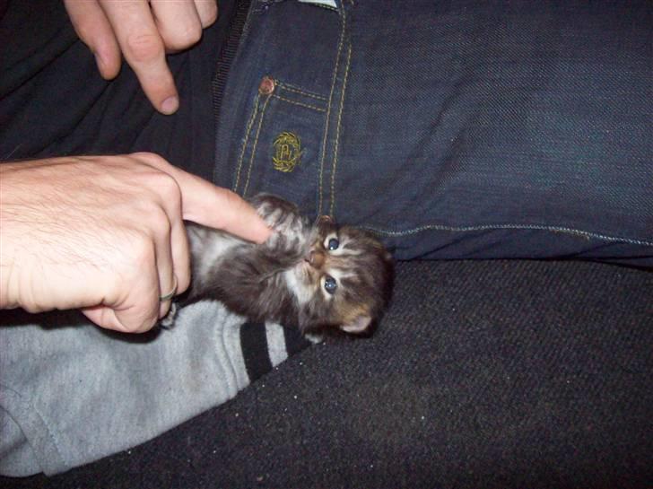 Maine Coon PellePelle - 10.aug 2010 billede 2