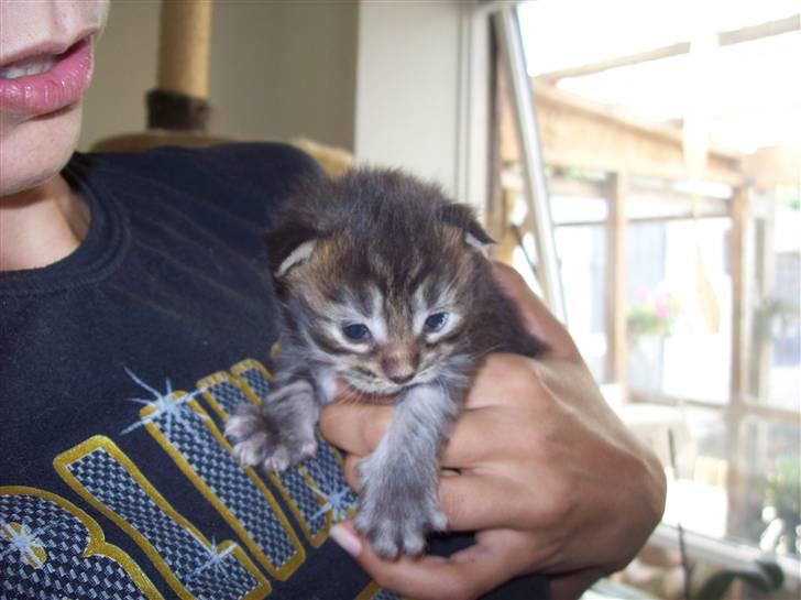 Maine Coon PellePelle - 10.aug 2010 billede 3
